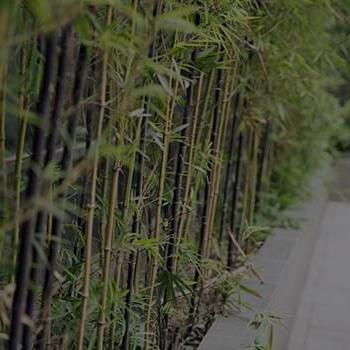 竹子植物照片